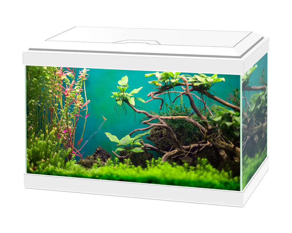Ciano Aqua 20 LED White