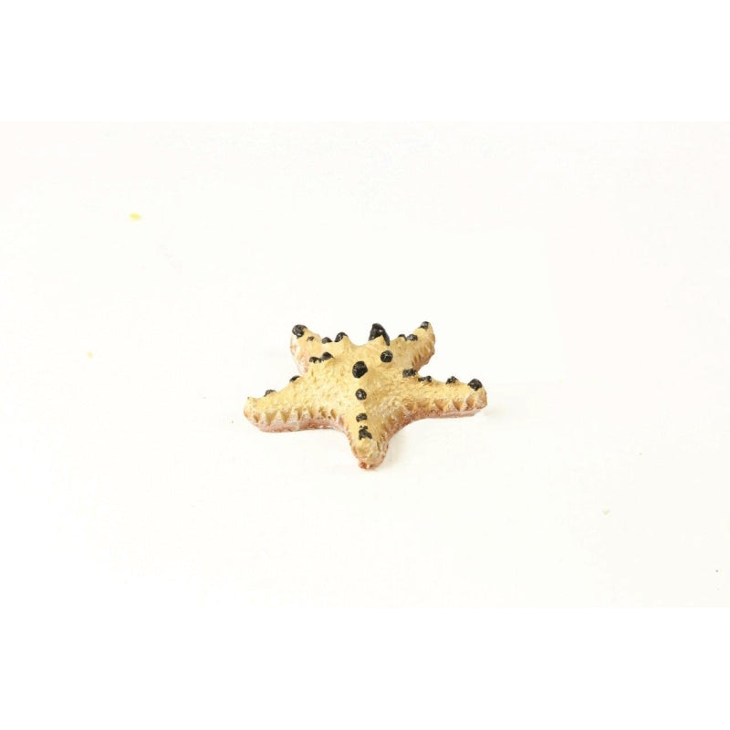 Natureform Coral Choc Chip Starfish Protoreaster sp.
