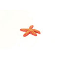 Natureform Coral Red Starfish Fromia sp.