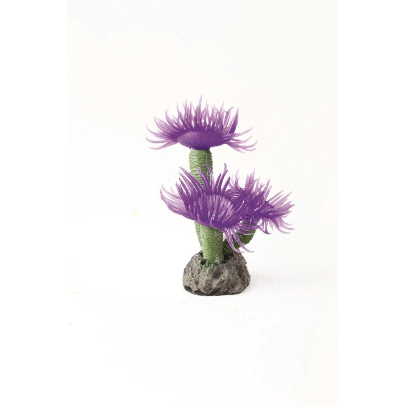 Natureform Coral Feather Duster Purple Sabellastarte sp.