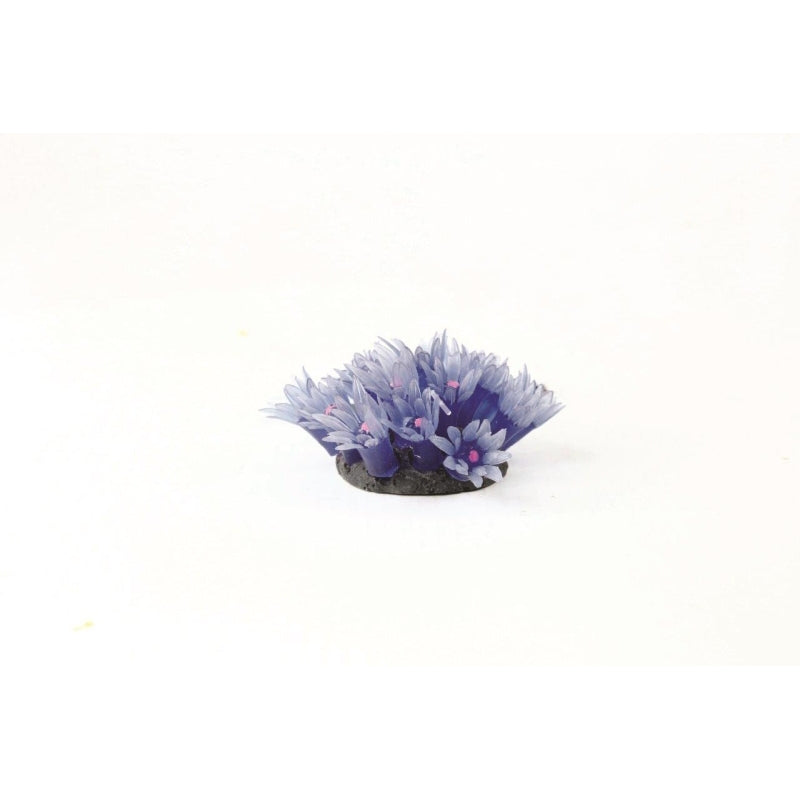 Natureform Coral Star Polyp Colony Blue Clavularia sp.