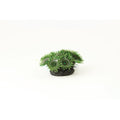 Natureform Coral Button Polyp Colony Green Palythoa sp.