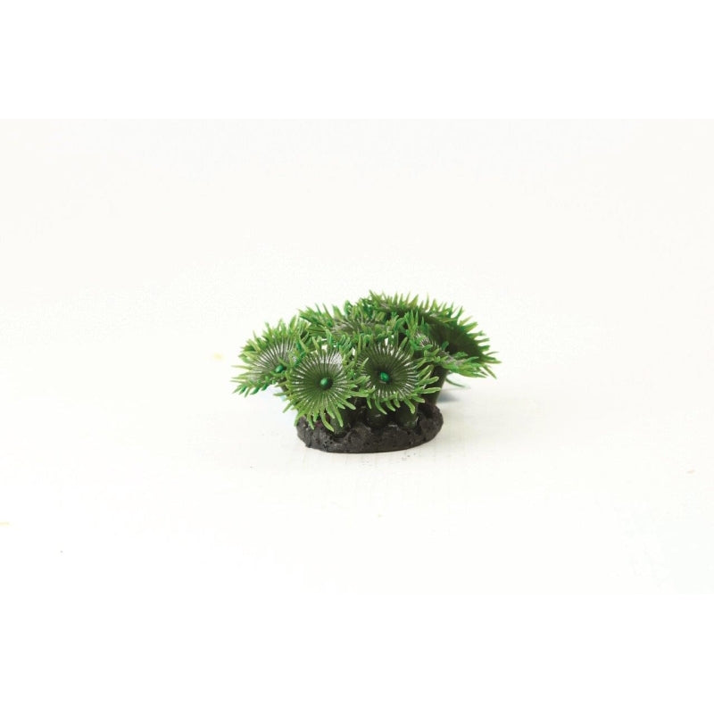 Natureform Coral Button Polyp Colony Green Palythoa sp.
