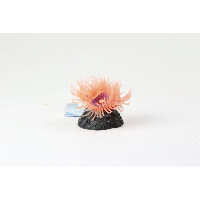 Natureform Coral Mini Anemone Mushroom Pink Anemonia sp.