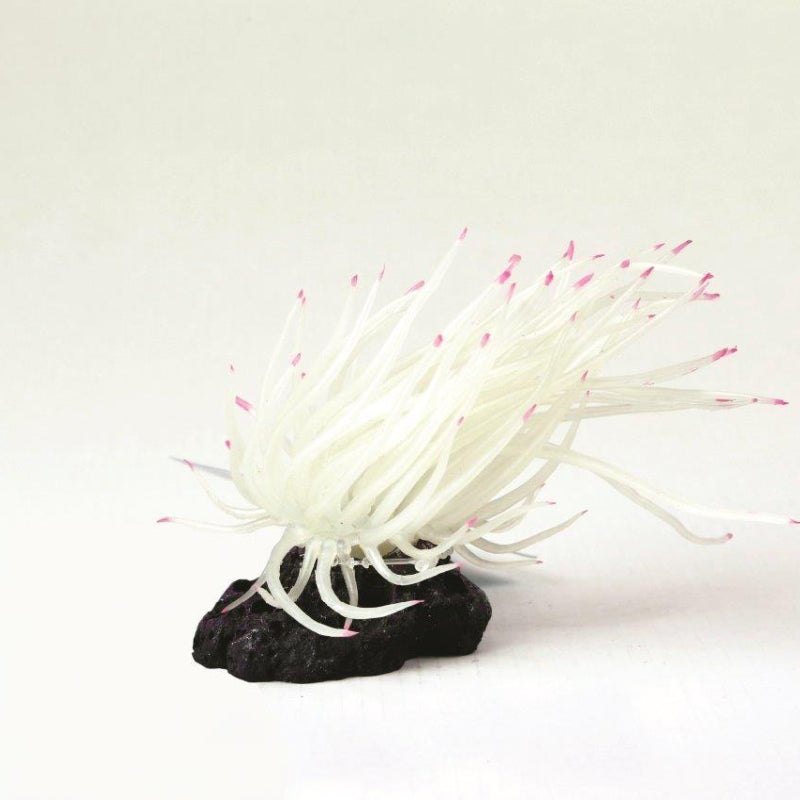 Natureform Coral Carib Anemone White Condylactis sp.