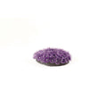 Natureform Coral Col. Polyp Colony Purple Zoanthus sp.
