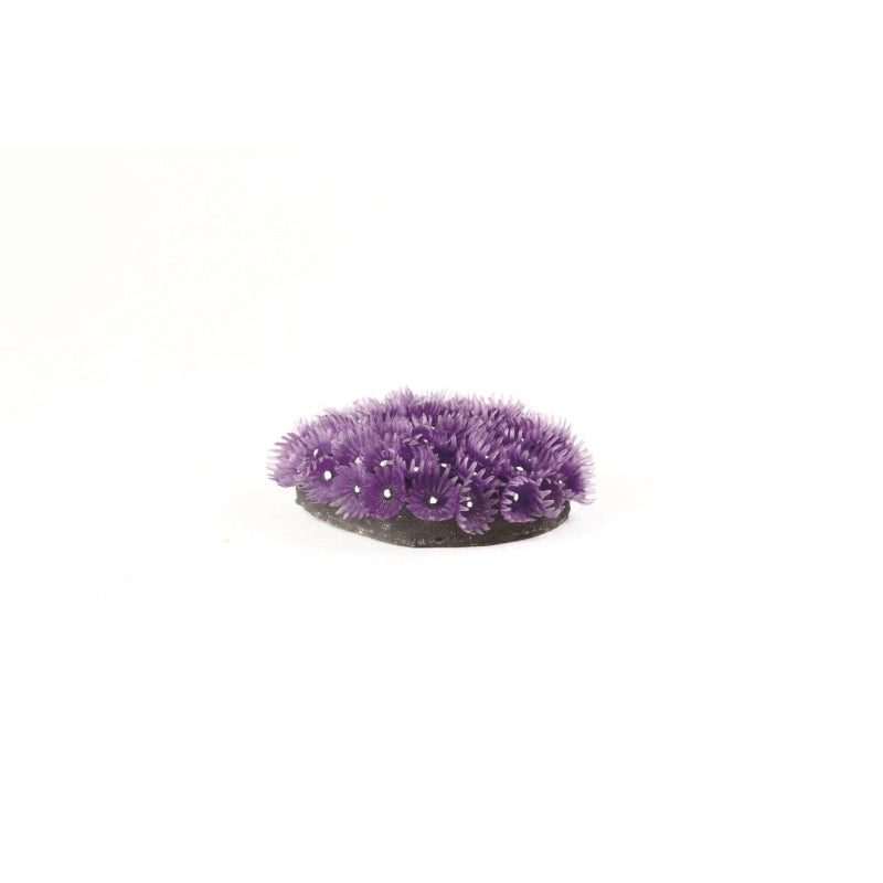 Natureform Coral Col. Polyp Colony Purple Zoanthus sp.