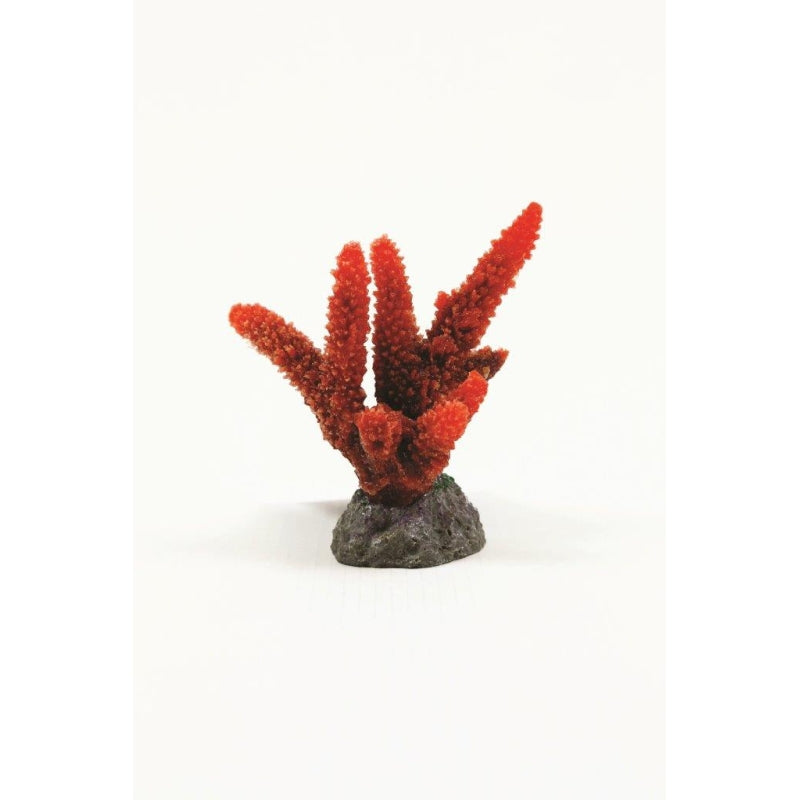 Natureform Coral Staghorn Red Acropora sp.