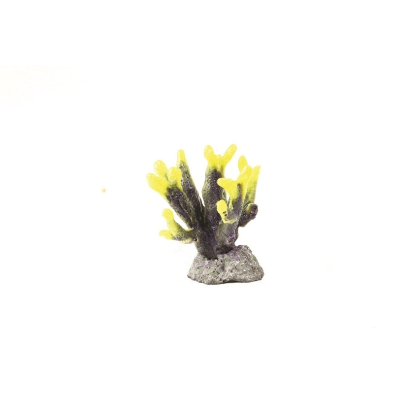 Natureform Coral Horn Yellow/Purple Hydnophora sp.
