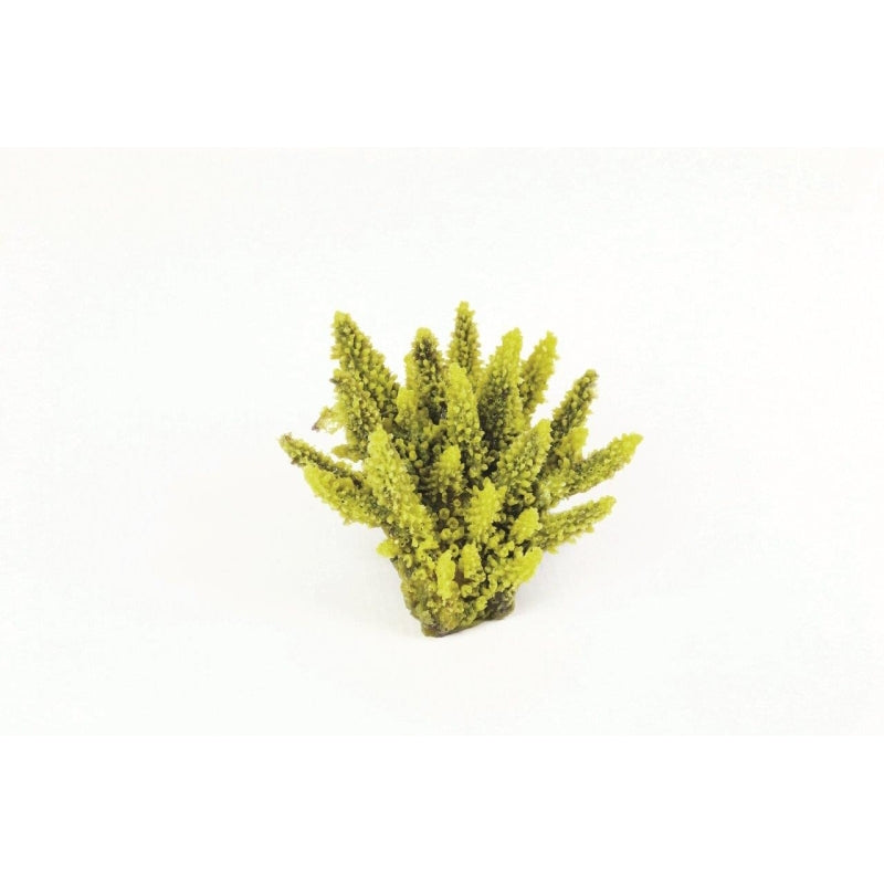 Natureform Coral Staghorn Yellow/Purple Acropora sp.