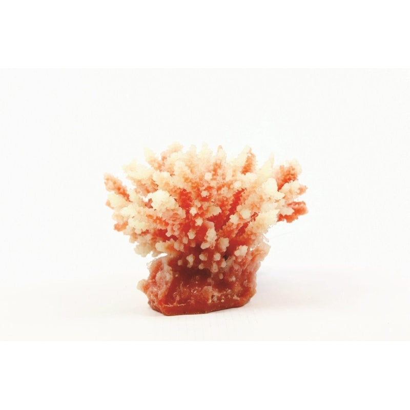Natureform Coral Staghorn White/Red Acropora sp.