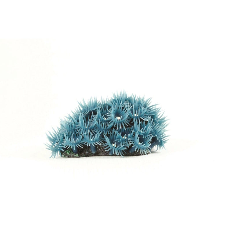 Natureform Coral Button Polyp Colony Blue Palythoa sp.