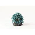 Natureform Coral Button Polyp Colony Blu Blue Palythoa sp.