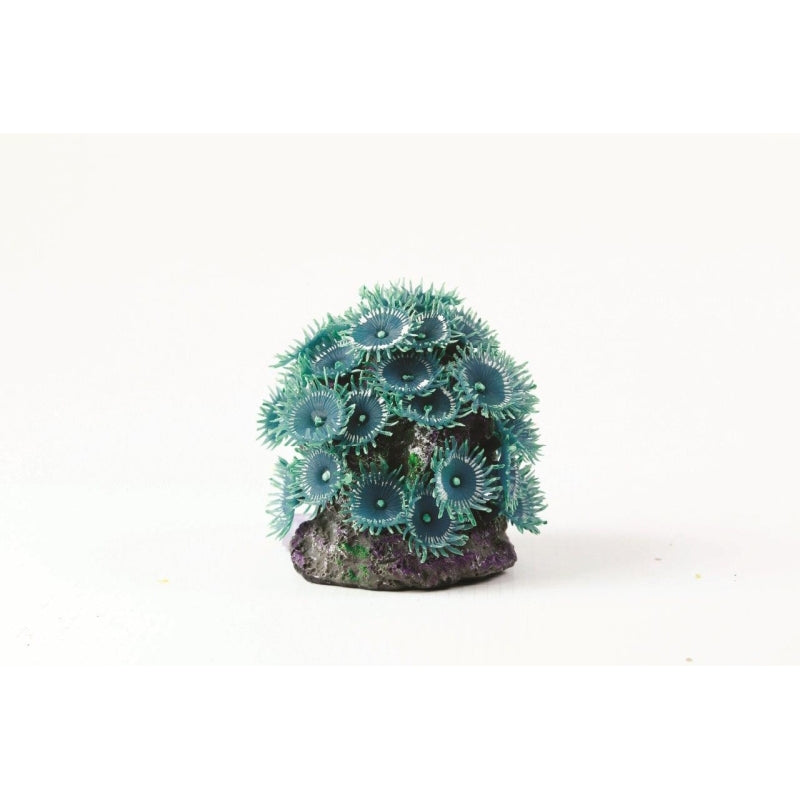 Natureform Coral Button Polyp Colony Blu Blue Palythoa sp.