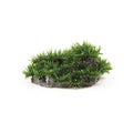 Natureform Coral Button Polyp Colony Dark Green Palythoa sp.