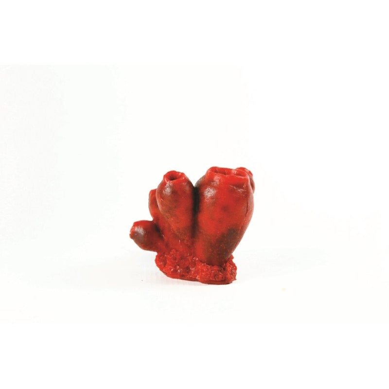 Natureform Coral Bell Tunicate Red Clavelina sp.