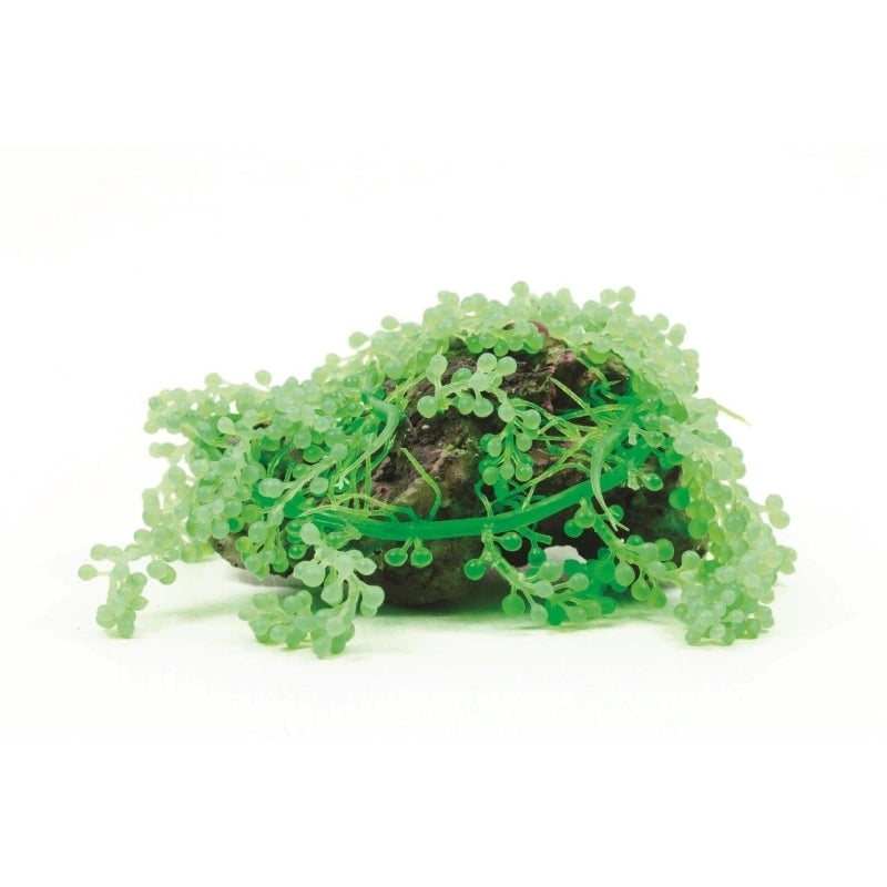 Natureform Coral Grape Algae Caulerpa sp.