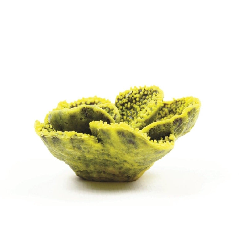 Natureform Coral Cup Yellow/Purple Tubinaria sp.