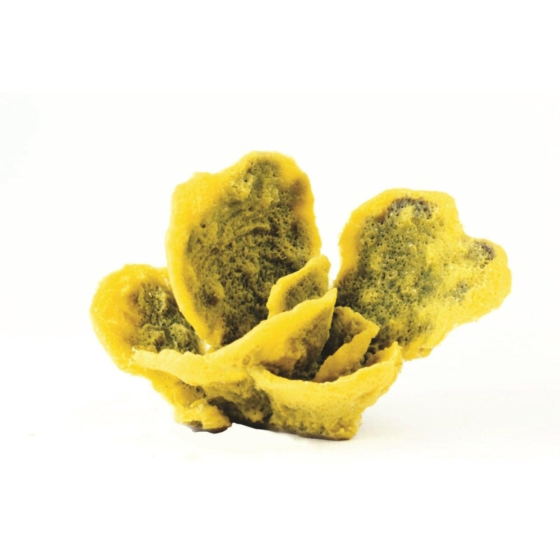 Natureform Coral Antler Yellow/Purple Montipora sp.