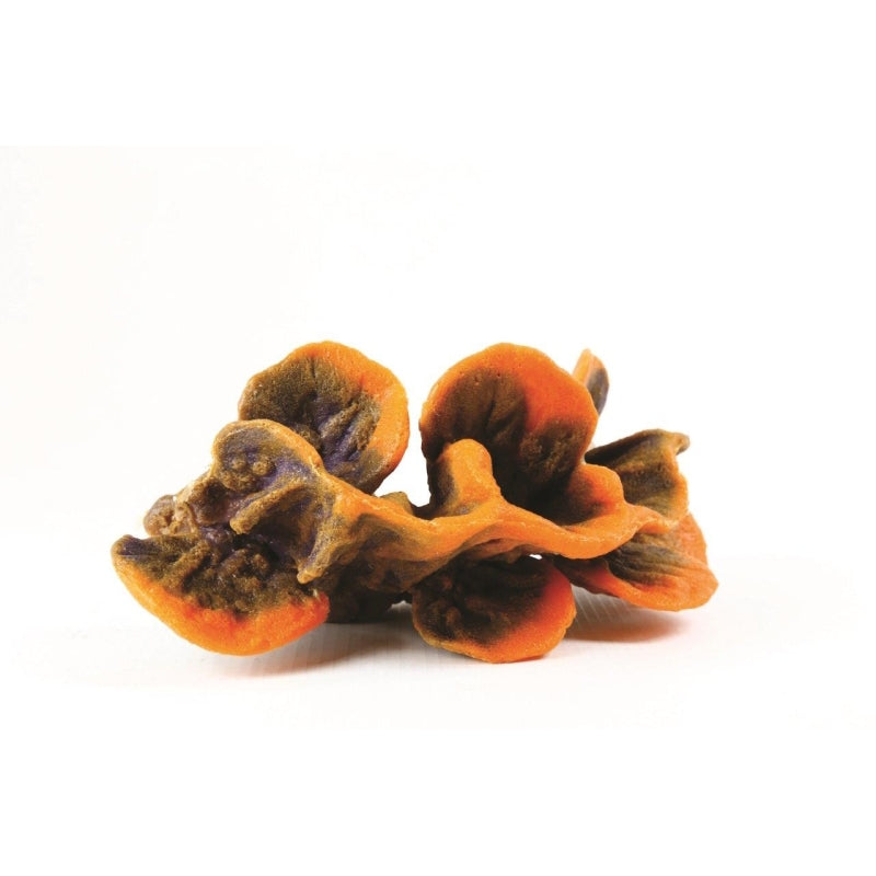 Natureform Coral Cup Orange/Blue Tubinaria sp.