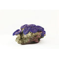 Natureform Coral Mushroom Colony Purple Discosoma sp.
