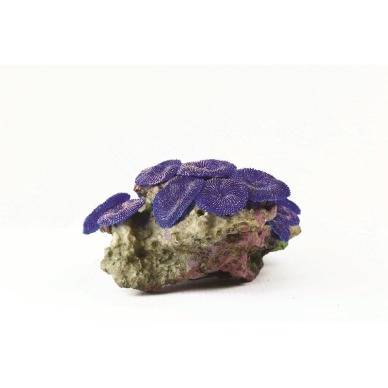 Natureform Coral Mushroom Colony Purple Discosoma sp.