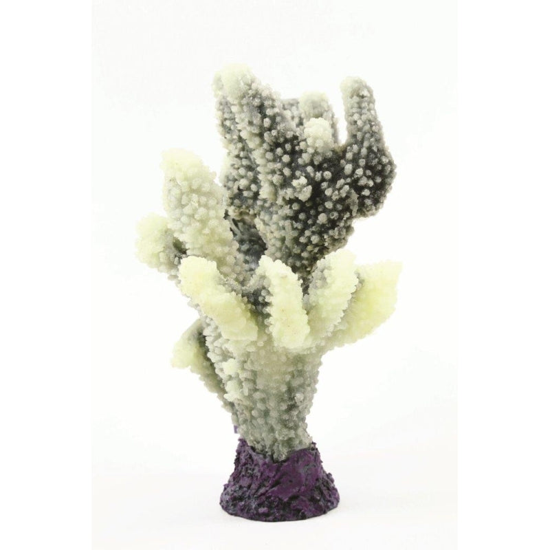 Natureform Coral Staghorn White/Green Acropora sp.