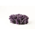 Natureform Coral Lettuce Purple Pavona sp.