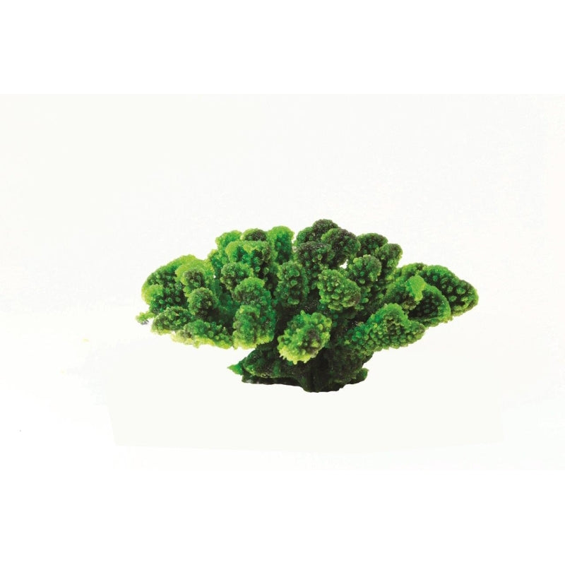 Natureform Coral Cauliflower Green/Purple Pocillopora sp.
