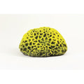 Natureform Coral Pineapple Yellow/Purple Favites sp.