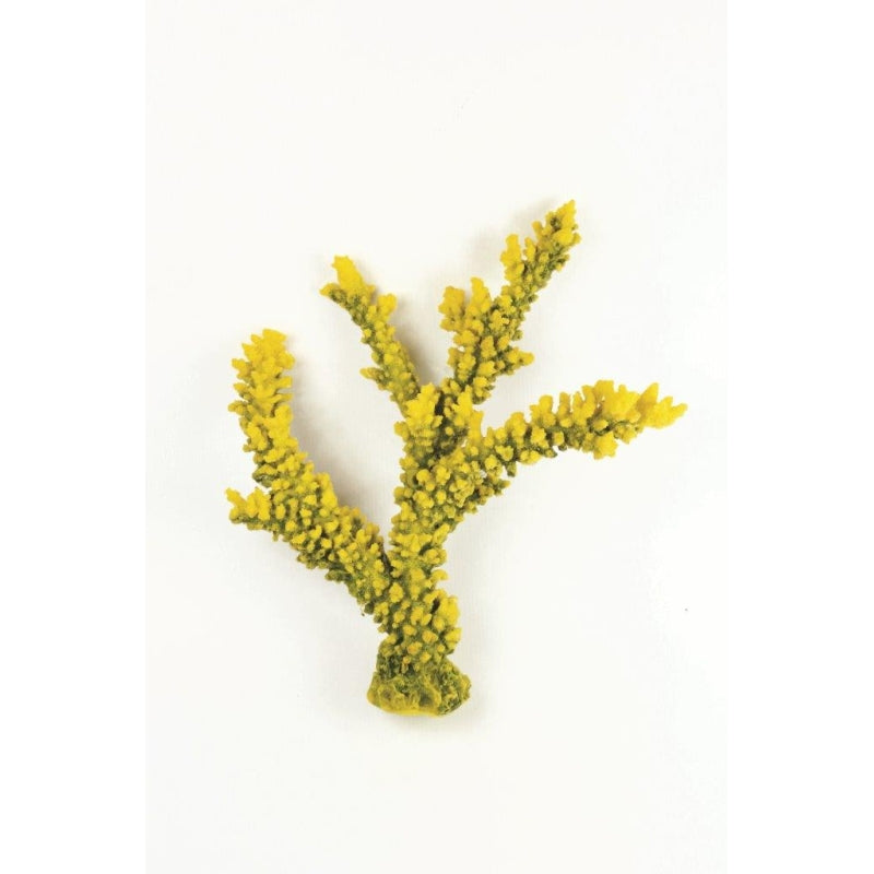 Natureform Coral Staghorn Branch Yellow/Green Acropora sp.