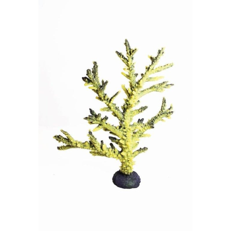 Natureform Coral Staghorn Branch White/Green Acropora sp.
