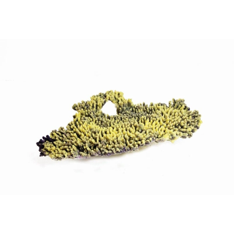 Natureform Coral Staghorn Purple/Yellow Acropora sp.