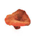 Natureform Coral Elephant Skin Red Pachyseris sp.