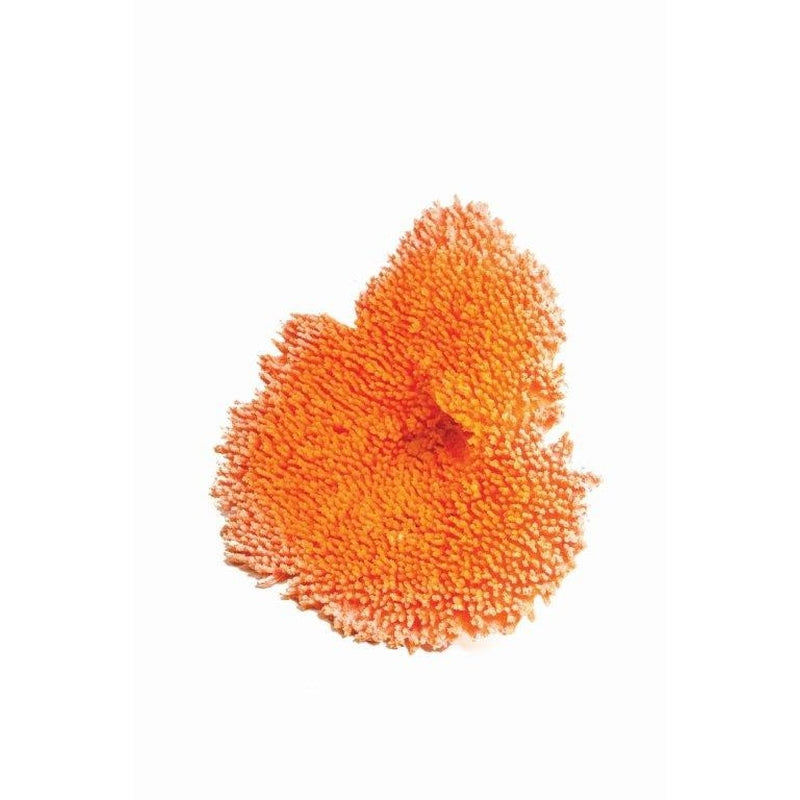 Natureform Coral Staghorn Orange Acropora sp.