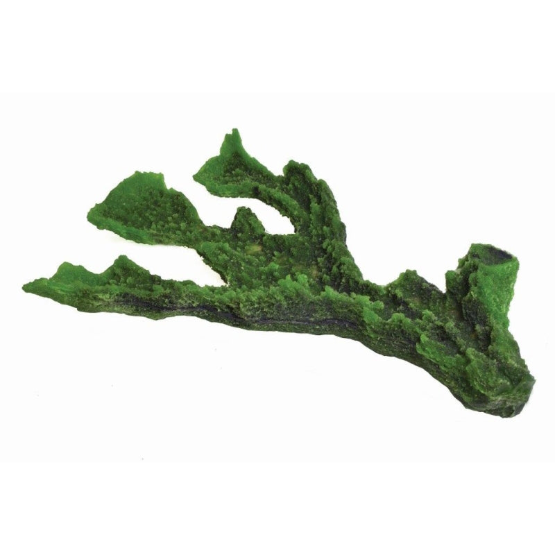 Natureform Coral Antler Green Montipora sp.