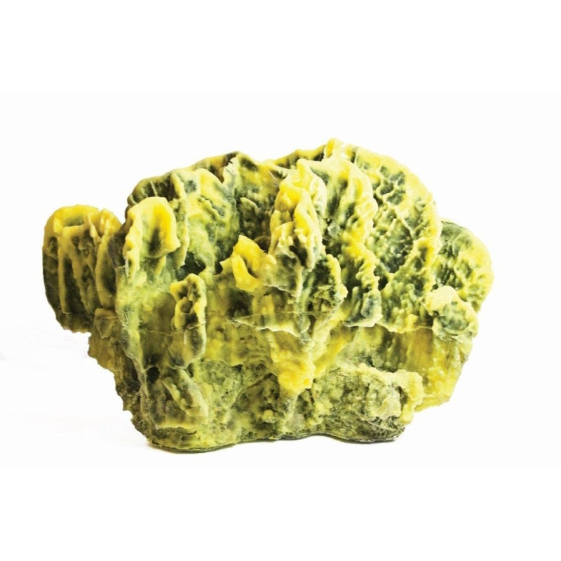Natureform Coral Lettuce Yellow Pavona sp.
