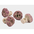 Coral Frag Plug (10 x Standard Version)