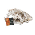 ProRep Smilodon Skull Medium