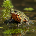 Fire Bellied Toad