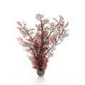 Oase Biorb Sea Fan Decoration Medium