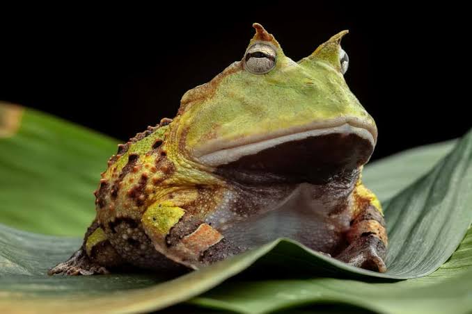 Horned Frog