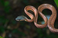 Black Headed Cat Snake