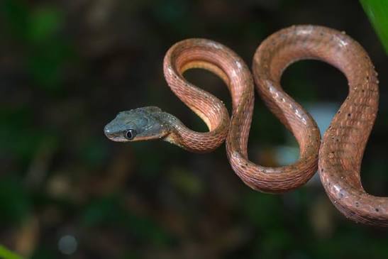 Black Headed Cat Snake