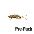 Springtails Pre Pack