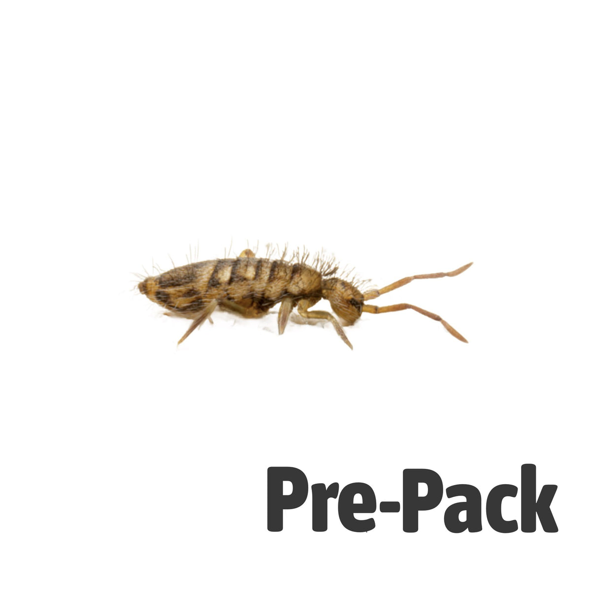 Springtails Pre Pack
