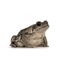 Cane Toad