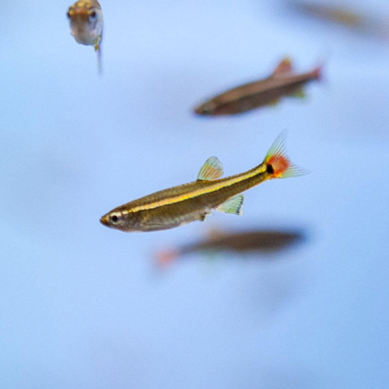Gold White Cloud Mountain Minnow
