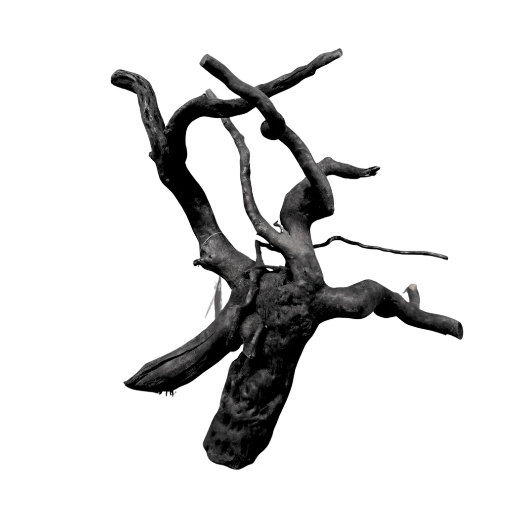 Black Moor Wood S