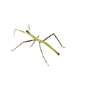 Vietnamese Walking Stick Insect